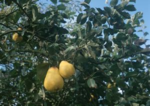 お姫様気分を味わえるホストクラブ